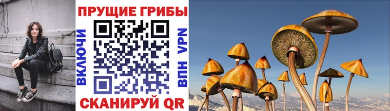 Псилоцибиновые грибы Cubensis Купить закладки Макаров